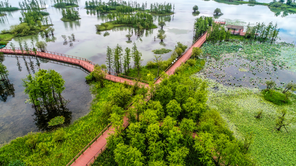 Wetland restoration