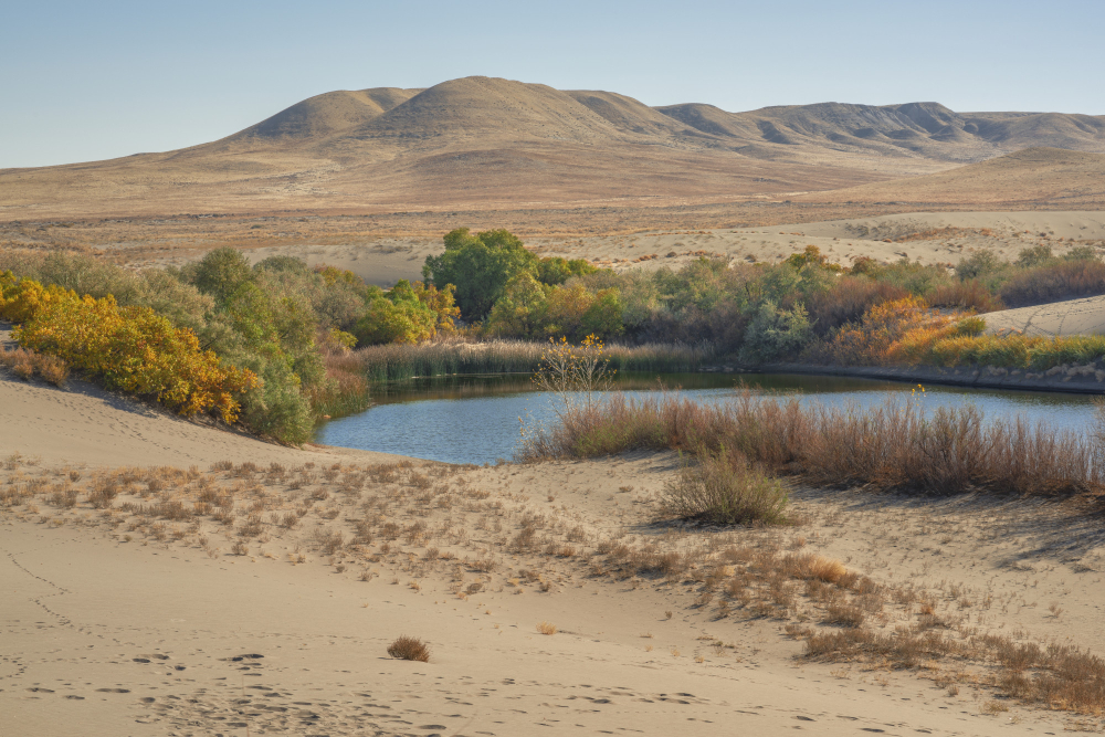 Desert landscape